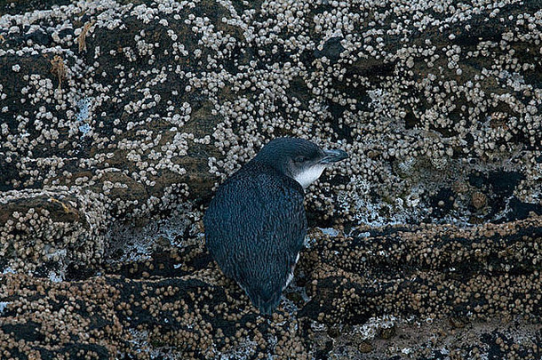 蓝色的企鹅坐着岩石海岸新西兰