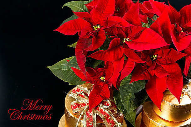 红色圣诞花一品红，黑色背景上有金色礼物。圣诞快乐！卡片概念