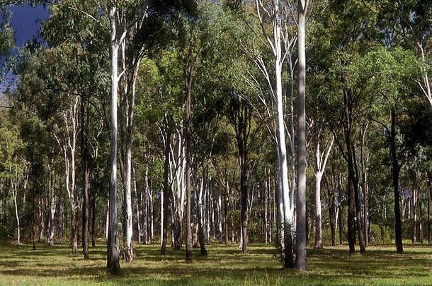 澳大利亚昆士兰WONDAI丛林地区的桉树