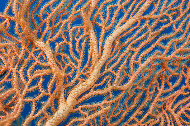 特写镜头软珊瑚巨大的海风扇可怕的风扇珊瑚subergorgia莫利斯红色的海沙姆谢赫。西奈半岛半岛埃及