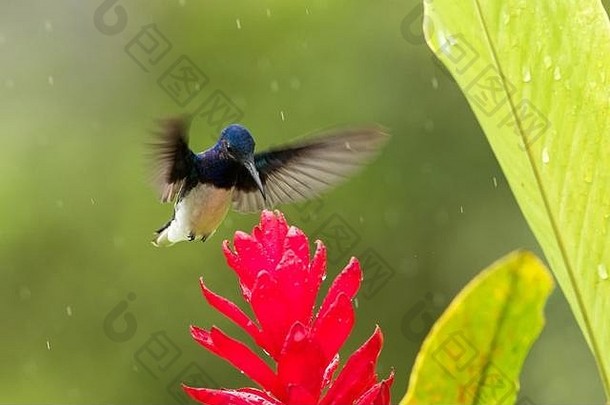 white-necked雅各宾派的徘徊红色的花雨热带森林哥伦比亚鸟吸花蜜开花花园美丽的蜂鸟