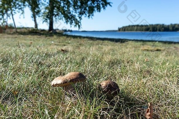 可食用的蘑菇草阳光明媚的关闭芬兰模糊<strong>背景</strong>