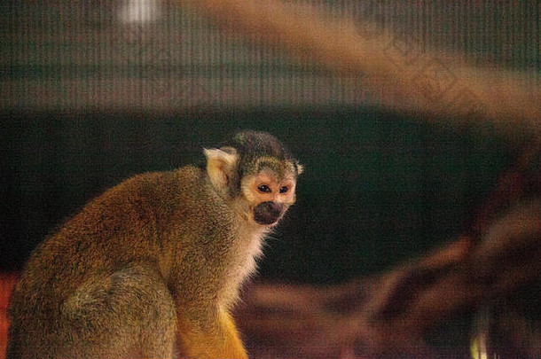 秘鲁只黑头松鼠猴子saimiri玻利瓦尔peruviensis手表笼子里
