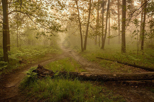 晨雾。在森林里散步。景观