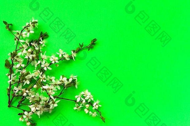 白色樱桃花花朵明亮的绿色背景前视图复制空间