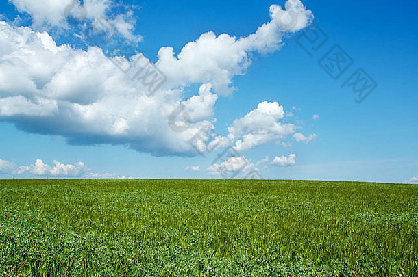 美丽的夏天农村景观绿色场蓝色的天空