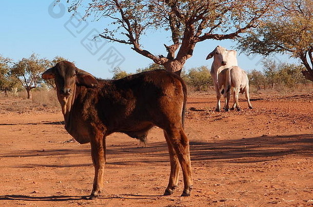 西澳大利亚金伯利的婆罗门牛
