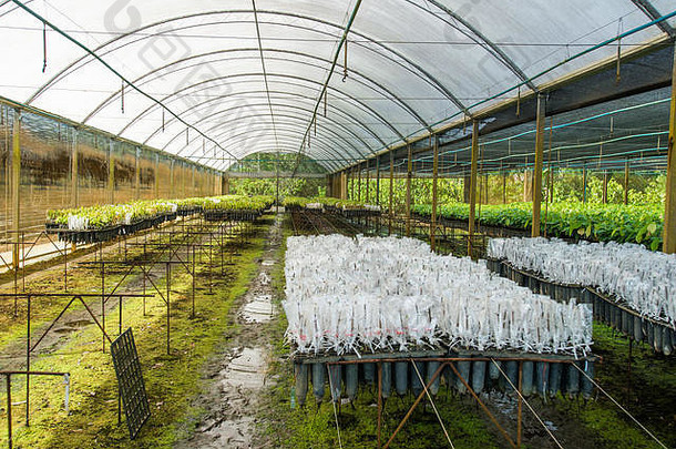 巴西的有机温室，准备种植可可树幼苗。