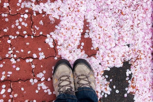 在日本横滨，站在红砖和樱花花瓣从树上掉落的背景上。
