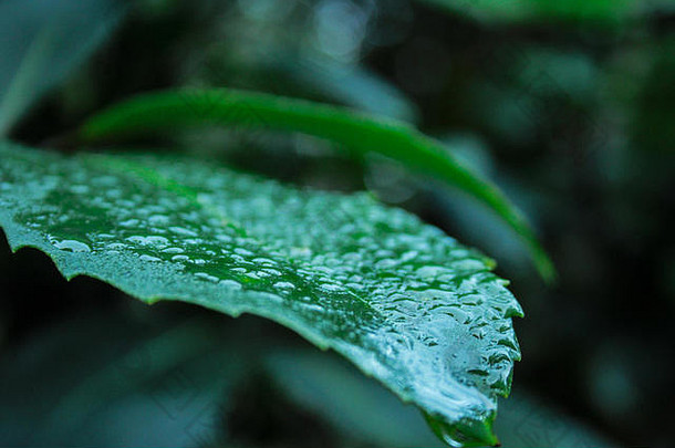 新西兰南岛雨林中覆盖着水滴的绿叶特写