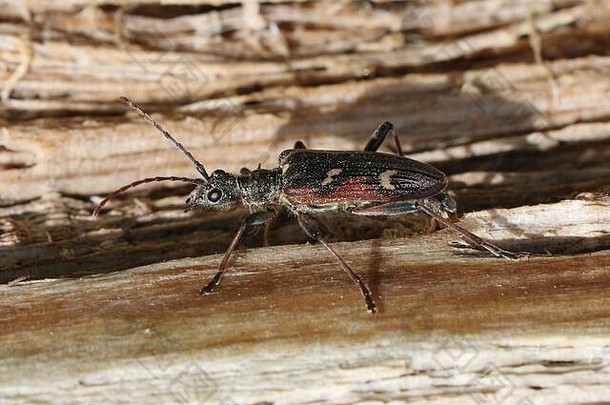 两条带长角甲虫（Rhagium bifasciatum）的标本，探索一棵倒下的松树（Pinus sp.）的主干