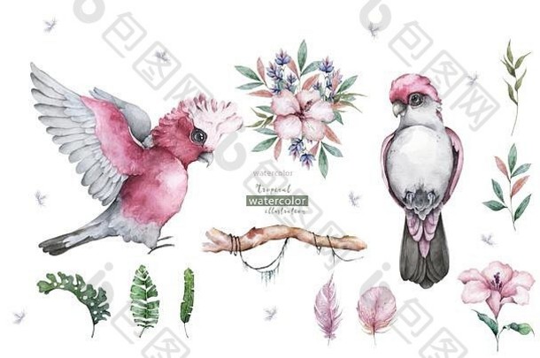 粉红色的灰色凤头鹦鹉鹦鹉花异国情调的插图热带叶子手画水彩孤立的白色背景