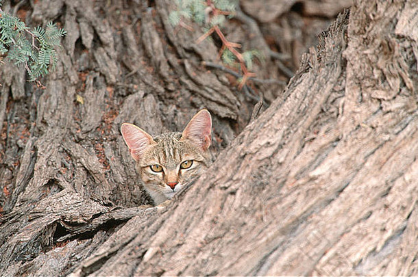 非洲野生猫科动物Felis silvestris cafra在一棵树上，位于博茨瓦纳南部的Kgalagadi越境公园