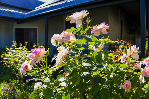 澳大利亚乡村花园维多利亚时代粉红玫瑰别墅