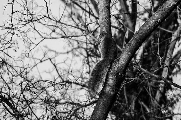 一只灰松鼠栖息在树上