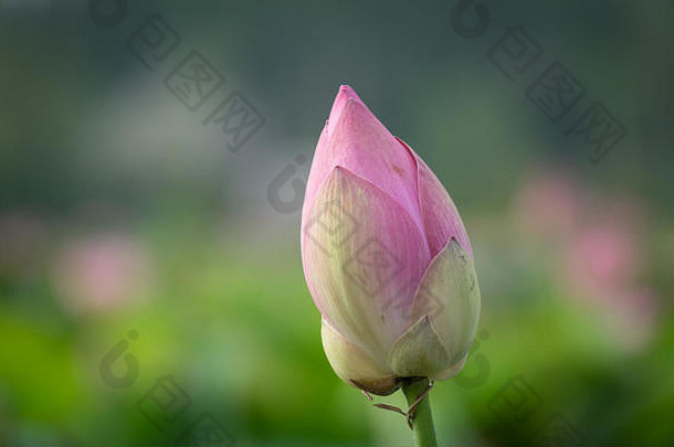 粉红莲花。皇室高品质的免费库存影片美丽的粉红色莲花。粉红色莲花的背景是绿叶