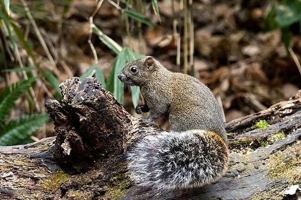 帕拉斯松鼠Callosciurus erythraeus在日本森林中沿着一根倒下的圆木觅食。这些松鼠原产于东南亚