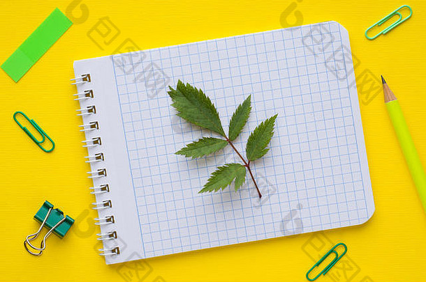 业务概念笔记本文具黄色的背景植物叶子