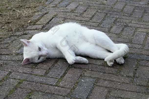 白色猫说谎地板上