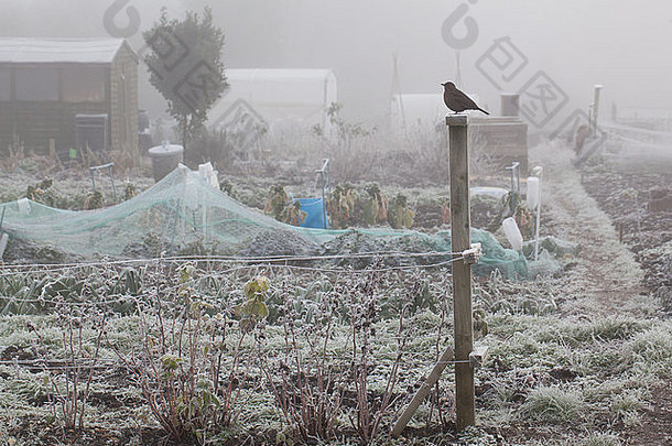 1月摄影师斯图尔特purfield图像伊夫舍姆伍斯特郡分配霜