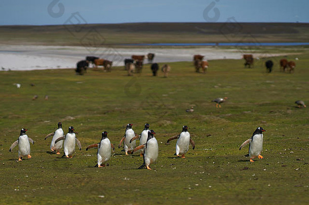 Gentoo企鹅Pygoscelis巴布亚返回殖民地草原擦伤了<strong>牛</strong>黯淡岛<strong>福</strong>克兰岛屿