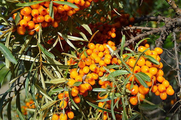 成熟的沙棘橘子枝浆果，健康食品的概念。