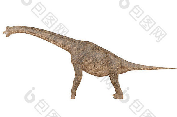 白色背景上分离的腕龙恐龙，3D渲染