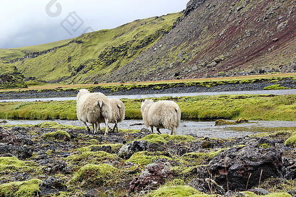 熔岩场上的冰岛羊