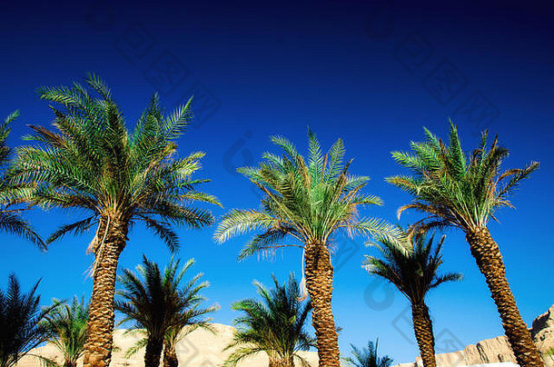 绿色的热带棕榈树覆盖着晴朗的蓝天。<strong>暑期旅游</strong>概念。假期背景。具有空间的棕榈树叶和树枝纹理