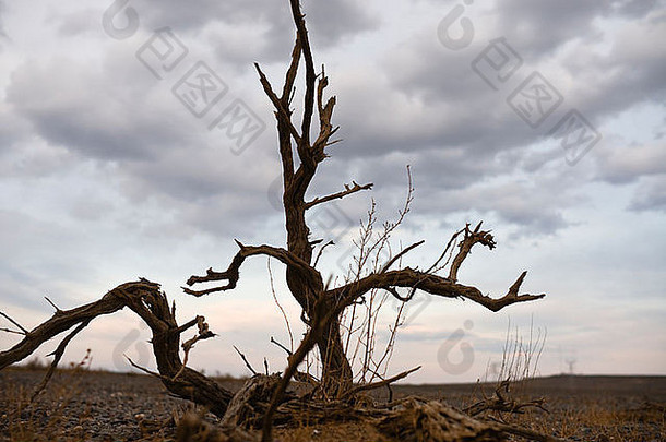 新疆中国死树戈壁沙漠