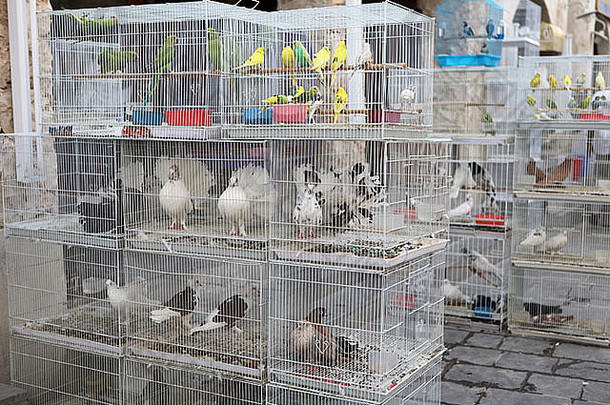 阿拉伯卡塔尔多哈Souq Waqif宠物市场的笼鸟。