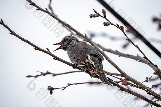日本brown-eared球茎songbird<strong>樱</strong>花树常见的鸟本地的日本区域被认为是害虫大坝