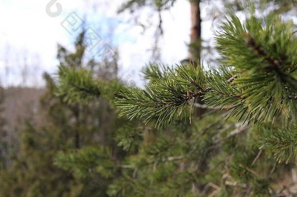 一张松枝的特写照片，背景是松树和云杉林以及蓝天。