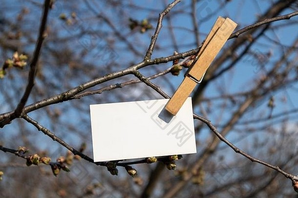 在阳光明媚的春天的树上和蓝天的背景上，空白的白色便笺纸夹着木制的兰德里别针。备忘录写拷贝空间挂卡