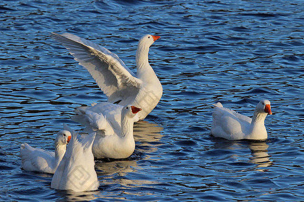 冬天一群白鹅在湖面上游泳