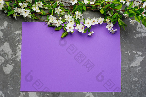 紫罗兰色的纸背景樱桃树开花平躺春天元素复制空间