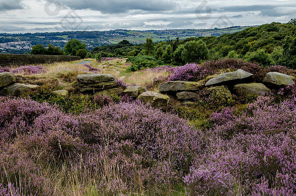 紫色的希瑟约克郡石头墙仍然是皮普格伦约克郡英格兰