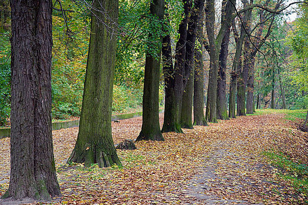 秋天城市公园的干树叶和人行道