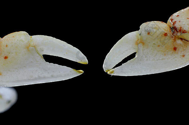 在华盛顿州西部的海滩上发现的小螃蟹爪（chelas）是一个空壳，图中所示区域约8毫米宽