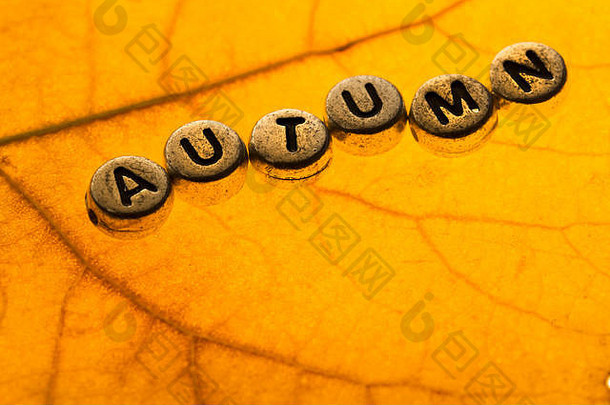 纹理黄金叶背景关闭色彩斑斓的秋天的叶登记秋天使银珠子