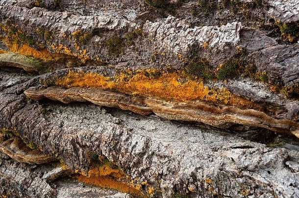 果期身体白色腐烂真菌栓菌属特罗格斯橙色地底绿色莫斯树干死黑色的杨木树