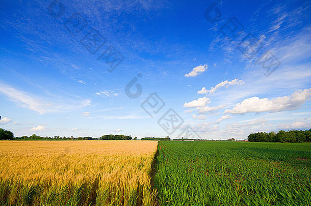 小麦和玉米