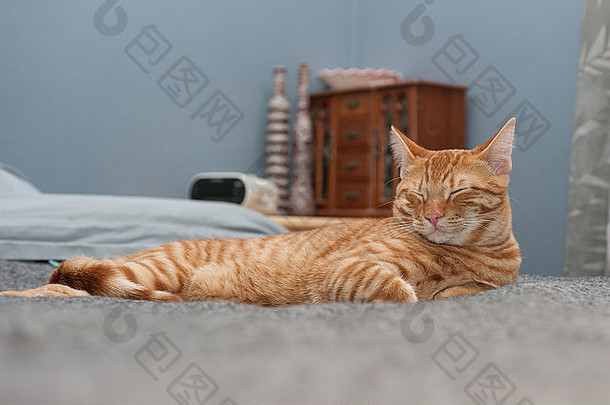 橙色条纹斑猫正在休息。