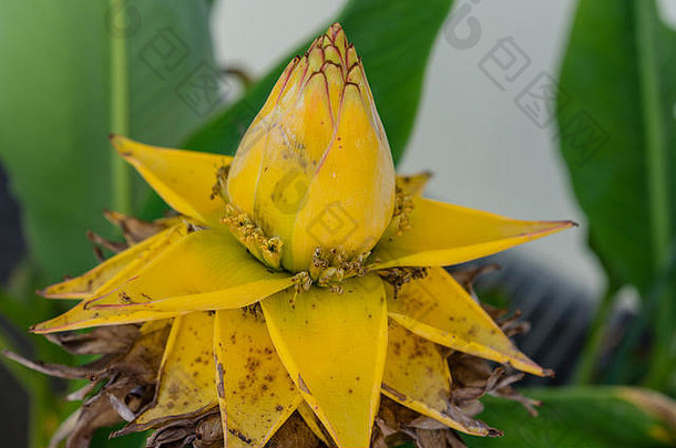 穆塞拉拉西奥卡帕芭蕉科金莲花香蕉中国黄色的植物