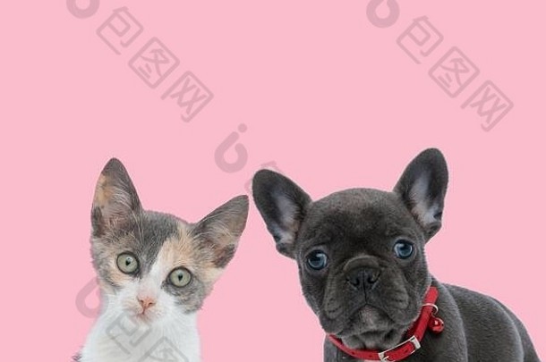 梅蒂斯猫和法国斗牛犬组成的团队，粉色背景上戴着红领