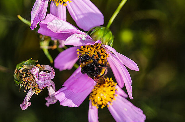 蜜蜂倒在花上
