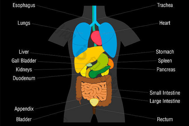 内脏器官图-带彩色器官及其名称的示意图-黑色背景图。