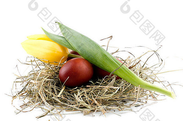 巢中有棕色复活节彩蛋，白色背景上有黄色郁金香