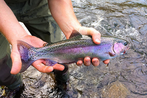 一个渔夫手里拿着一条原产于俄勒冈州Deschutes河的<strong>红边</strong>虹鳟鱼。