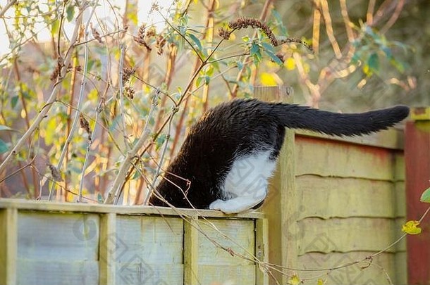 黑色的白色猫跳栅栏花园